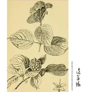 408手绘植物纹样素描图谱滴胶素材