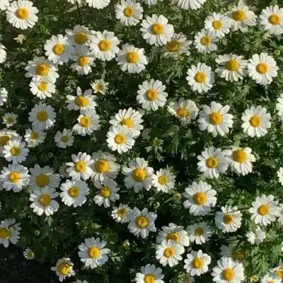 菊花头像大全唯美图片菊花高清微信头像