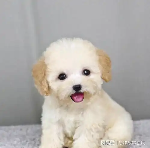为什么将泰迪犬抱起来,它动也不敢动