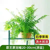 微信头像森林绿植