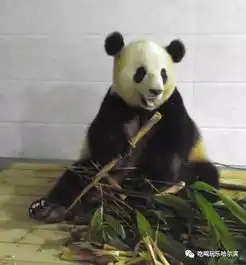 哈尔滨黄河路惊现贵妇司机开车姿势销魂,简直辣眼睛