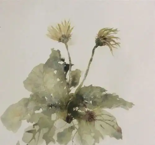 生长在花园里的水彩画水彩