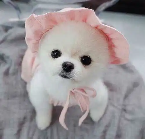狗子狗子,可爱的狗子