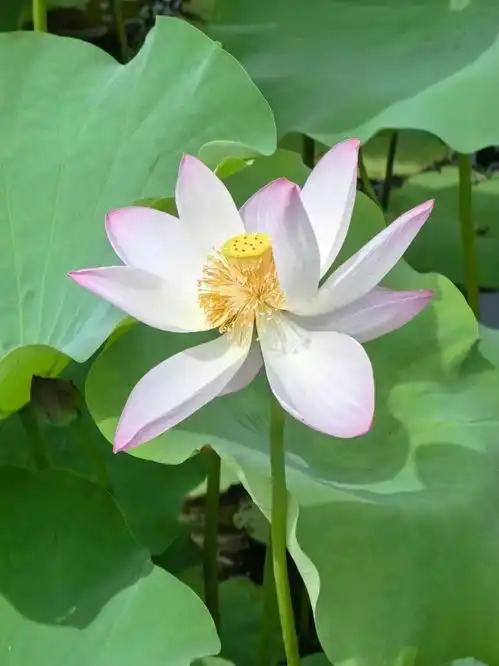 所有夏天的文案,抵不过满池荷花盛开,宝山赏荷正当时