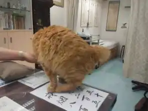 刚看以为是恐怖片......其实是一只浣熊在找吃的