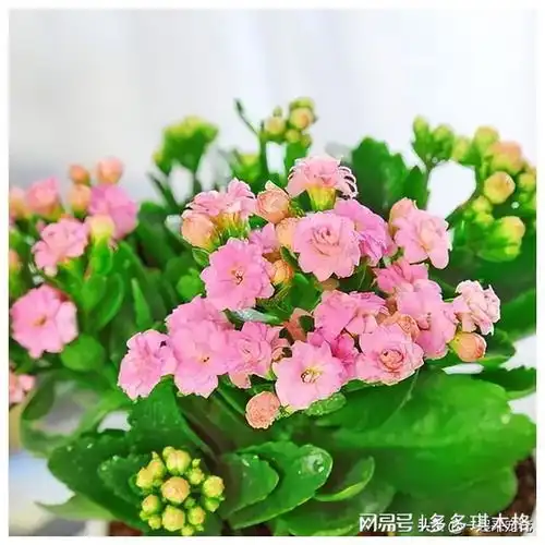 分享一种经典的长寿花,清新好养似牡丹,谁见了都夸美