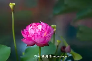 500种荷花开放,都市里的荷花主题公园,2019深圳荷花展免费赏花