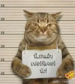 可爱萌宠乐园狡猾猫咪表示,主人你提到的蜥蜴我根本不知道它在哪里
