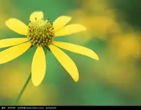 花朵特写图图片免费下载编号3828306红动网