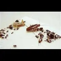 江门灭白蚁江门灭老鼠江门除四害江门灭蟑螂