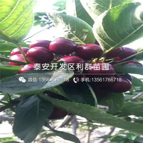 早熟蛇果苗价格-黄页88网