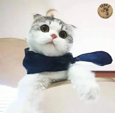 冷酷猫头像霸气高冷孤独头像猫