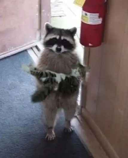 猫的每一个深蹲都不要掉以轻心