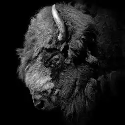 portraitsofanimalsii动物黑白人像