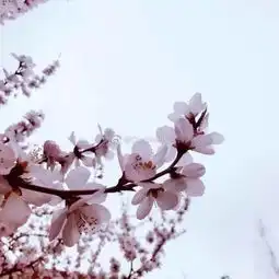 十里桃花,万里春色,4月的呼和浩特颜值爆表还没赏花的快来戳图