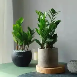 家养这四种树,招财旺运增喜气