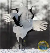 丹顶鹤grusjaponensis