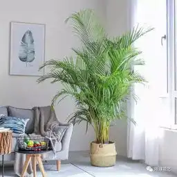 玩转花艺软装,家一点绿植原来这么美