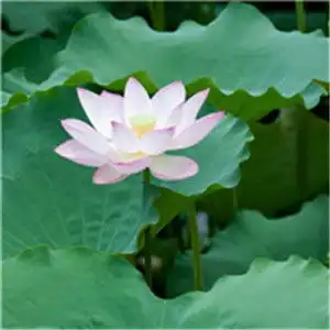 莲花荷花的头像禅意满满宁静以致远静心修心