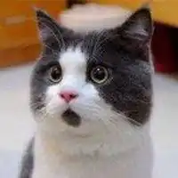 omg猫惊讶表情图片微信头像图片大全