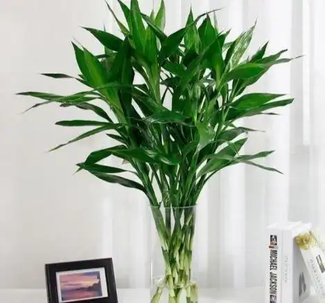 这4种招财花,春天快扦插,俩月变小树,省下买花钱河沙