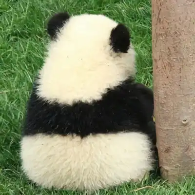 2021最新版微信很可爱的熊猫头像很有个性的微信头像大全