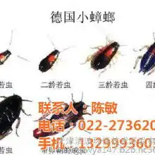 环保灭蟑螂价格环保灭蟑螂批发环保灭蟑螂厂家hc360慧聪网