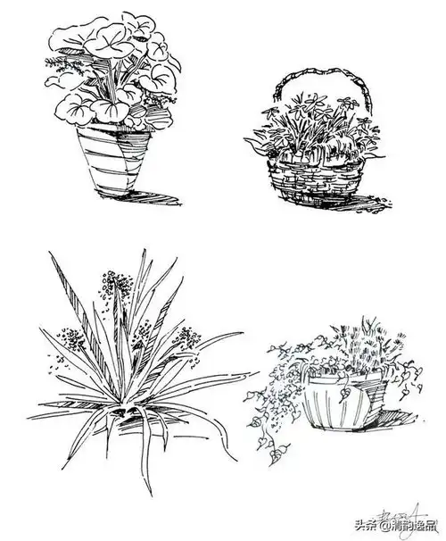 画速写植物时的用笔笔法