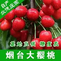 山东樱桃新鲜水果供应商新鲜水果批发商价格表