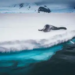 南极纪行人生有时比梦境还精彩
