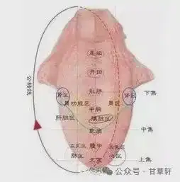 零基础学中医四诊摘要
