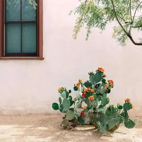 ins风小众高级感背景图森林系