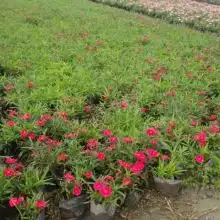 首页青州市永青花卉园主营花卉草花鲜花绿化