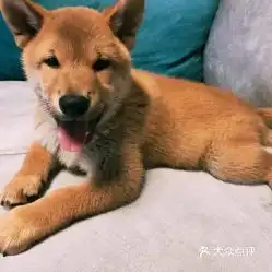 电话,地址,价格,营业时间北京宠物