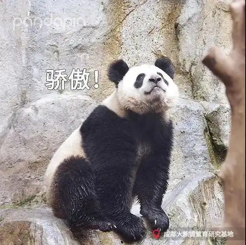 可爱的滚滚上了热搜,居然是因为长得太潦草了