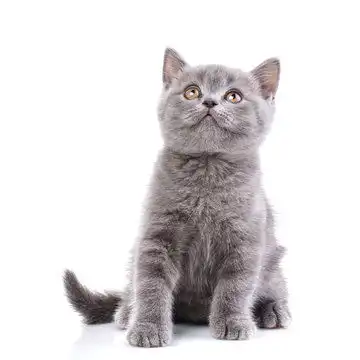 点击来源直接获取大图文件苏格兰直耳小猫在白色背景上孤立灰色的猫侧身坐着摄影搞笑猫猫高清大图