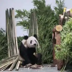 丫丫回家,北京动物园大熊猫全家福更新