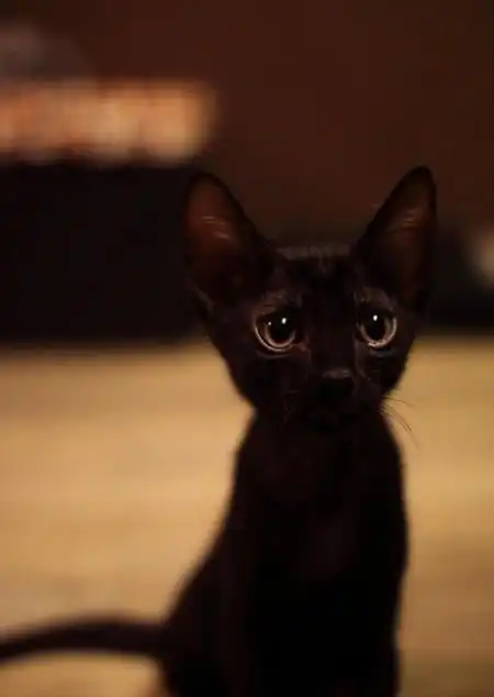 猫不可貌相,养这4种猫,不要被它们的外表欺骗了