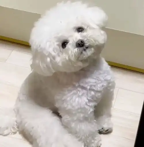 小哥送狗子去宠物店剪毛,让女朋友去接,结果哈哈哈哈
