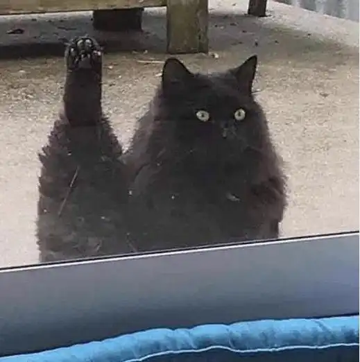有哪些好看的黑猫头像