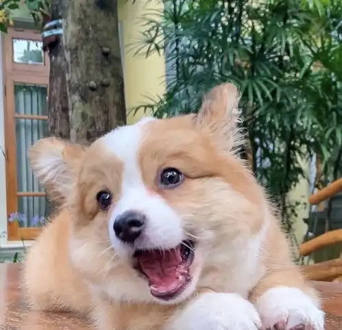 无意中看到的狗子好可爱