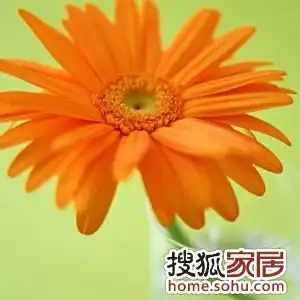 挥扫甲醛,十大植物来帮忙成都装修集采