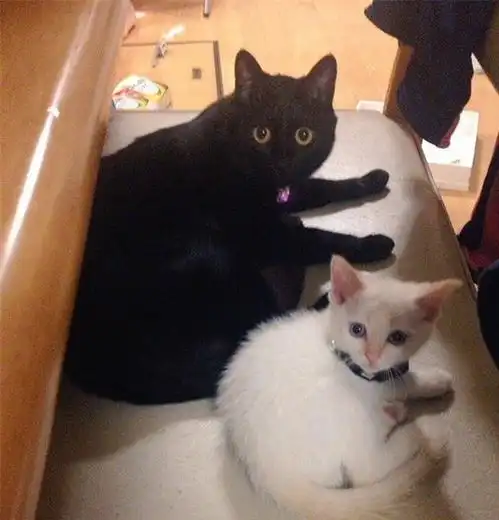 白猫越长大越像橘猫,铲屎官怀疑是黑猫掉色,猫咪我不干净了