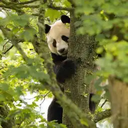 心疼旅英大熊猫爬围栏遭电击,动物园被批太残忍