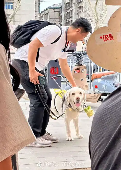 阿尔法戴上了蒜鸟宝哥和他的导盲犬来武汉了