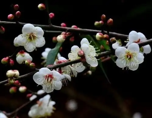 未来15天,4属相时来运转,钱财八方来,喜事连连,家门兴旺