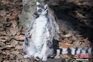 杭州狐猴摆pose晒太阳搔首弄姿萌翻全场