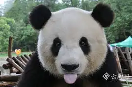 云南野生动物园征集游客拍摄阳光思嘉高清