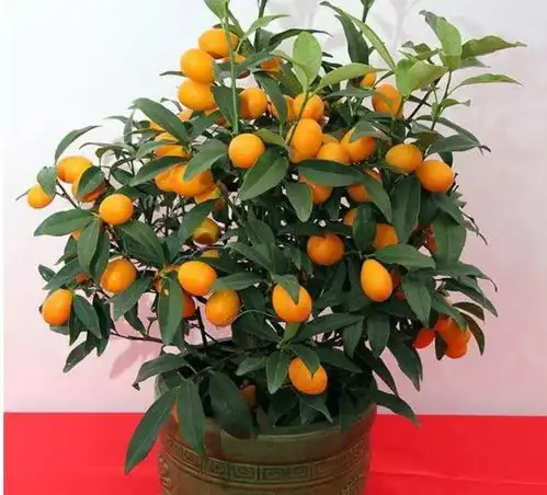 4种花很耐养,沾土就能活,养客厅,开运又旺财
