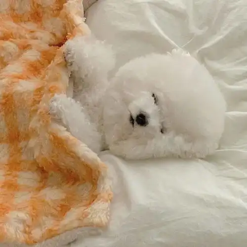 头像一半是人,一半不是人